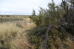 Searsia burchellii