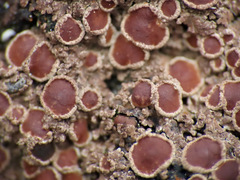 Protopannaria pezizoides