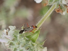 Closterocoris