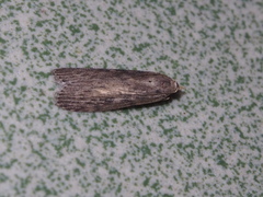 Lamoria adaptella