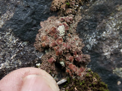 Protopannaria pezizoides