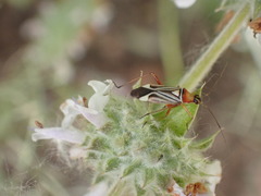 Closterocoris
