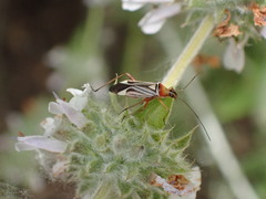 Closterocoris