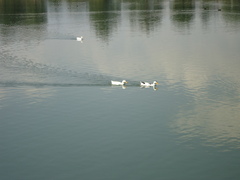 Anas platyrhynchos domesticus