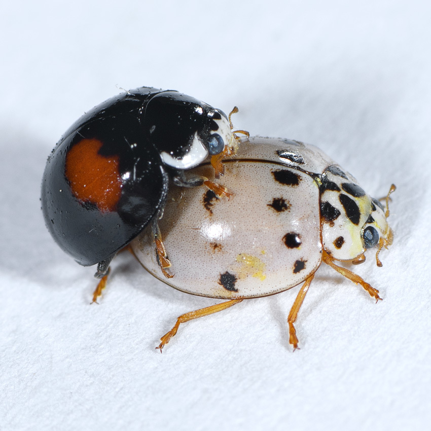 Ashy Gray Lady Beetle Olla v nigrum iNaturalist