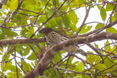 Scenopoeetes dentirostris