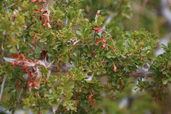 Searsia burchellii