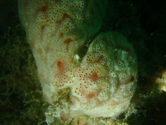 Aplidium opacum