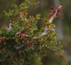 Searsia burchellii