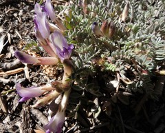 Astragalus argophyllus