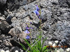 Penstemon cyaneus
