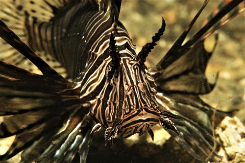 Common Lionfish