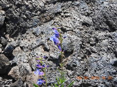 Penstemon cyaneus