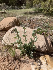 Penstemon mucronatus