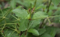 Ruellia