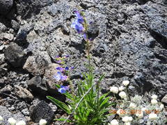 Penstemon cyaneus