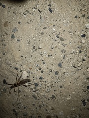 Peruphasma pentlandi