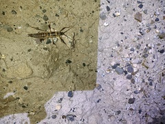 Peruphasma pentlandi