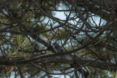 Ficedula semitorquata