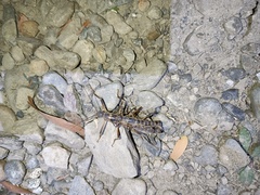 Peruphasma pentlandi