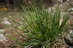 Melica stricta