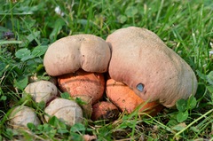 Rubroboletus legaliae