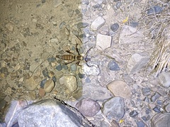 Peruphasma pentlandi