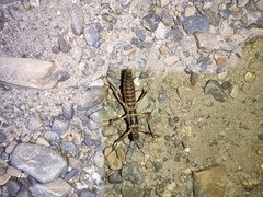 Peruphasma pentlandi