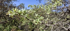 Quercus depressipes