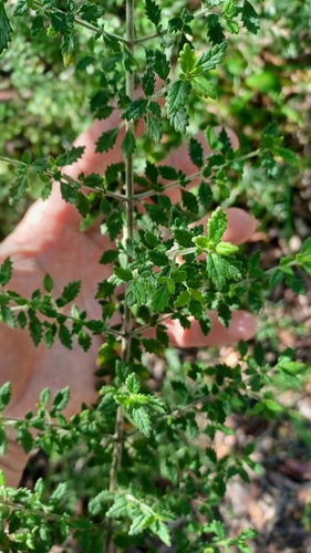 Image of Prostanthera incana by (c) Peter Crowcroft, some rights reserved (CC BY)
