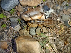 Peruphasma pentlandi