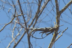 Tillandsia intermedia