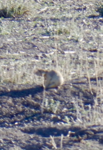Gunnison's Prairie Dog