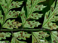 Polystichum silvaticum