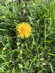 Taraxacum officinale