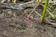 Tenuibranchiurus glypticus