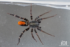 Castianeira floridana