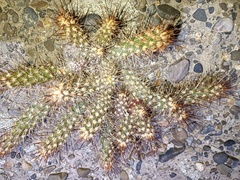 Austrocylindropuntia shaferi