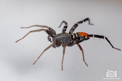 Castianeira floridana