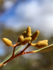 Eucalyptus oleosa