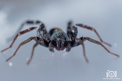 Castianeira floridana