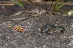 Tenuibranchiurus glypticus