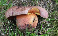 Rubroboletus legaliae