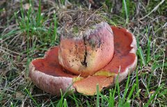 Rubroboletus legaliae