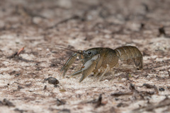 Tenuibranchiurus glypticus
