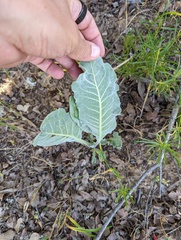 Asclepias californica