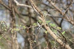 Polioptila albiloris