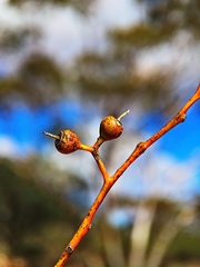 Eucalyptus oleosa
