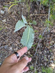 Asclepias californica