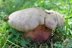 Rubroboletus legaliae